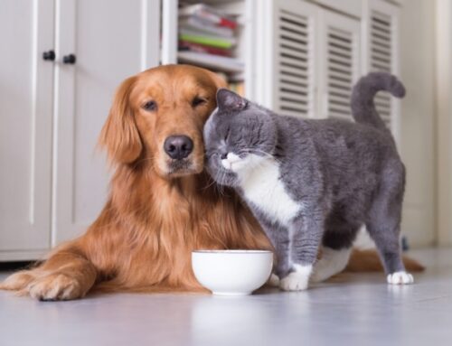 A importância dos exames laboratoriais em cães e gatos!